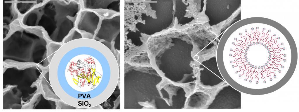 SEM micrographs of (left) the hierarchical structure (with organization at up to six different scales) resulting from pig liver estarase (PLE) immobilization within a PVA/SiO2 macroporous structure prepared via the ISISA process, and (rigth) the hierarchical structure (with organization at up to five different scales) resulting from liposomes immobilization within the a SiO2 macroporous structure prepared via the ISISA process.